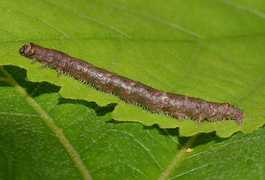 13 bruco da det. - Campaea margaritaria,  Geometridae